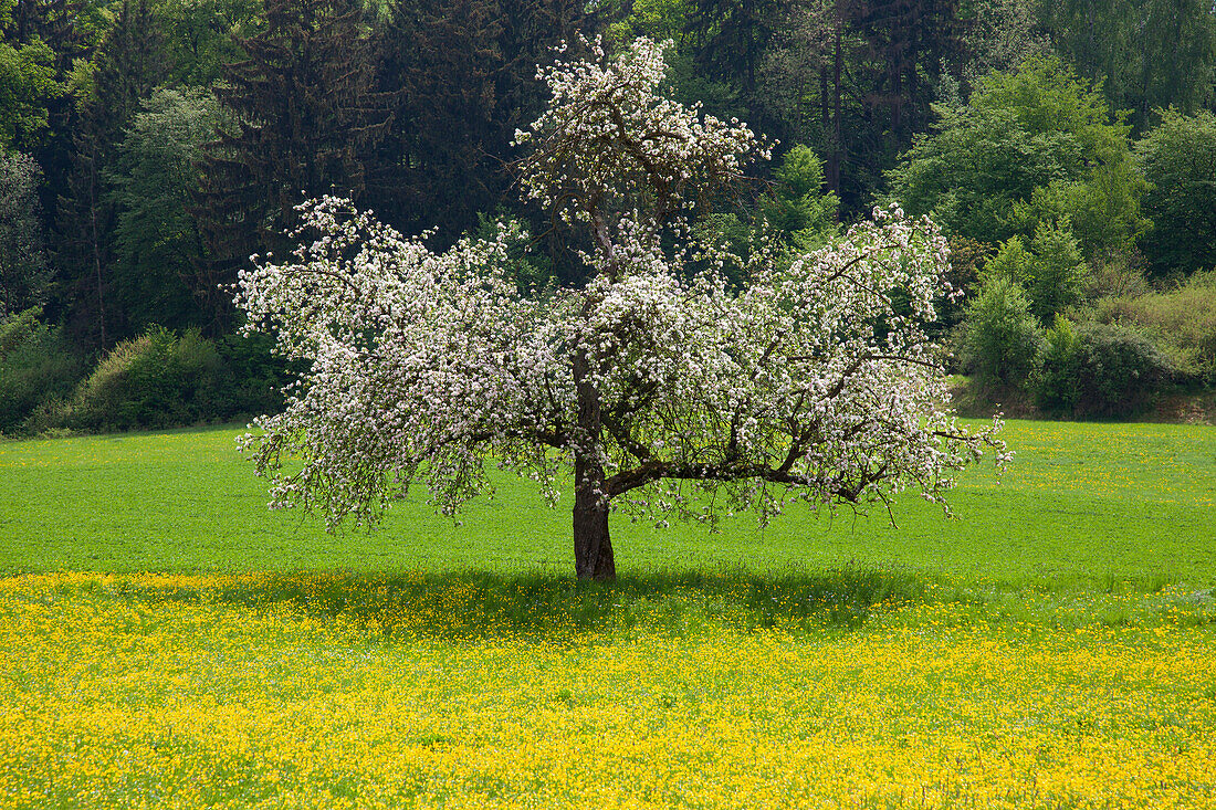 Blooming apple tree, Bavaria, Germany, Europe