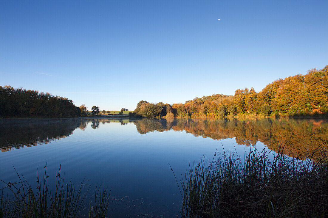 Holzmaar bei Gillenfeld unter blauem Himmel, Nähe Daun, Eifel, Rheinland-Pfalz, Deutschland, Europa