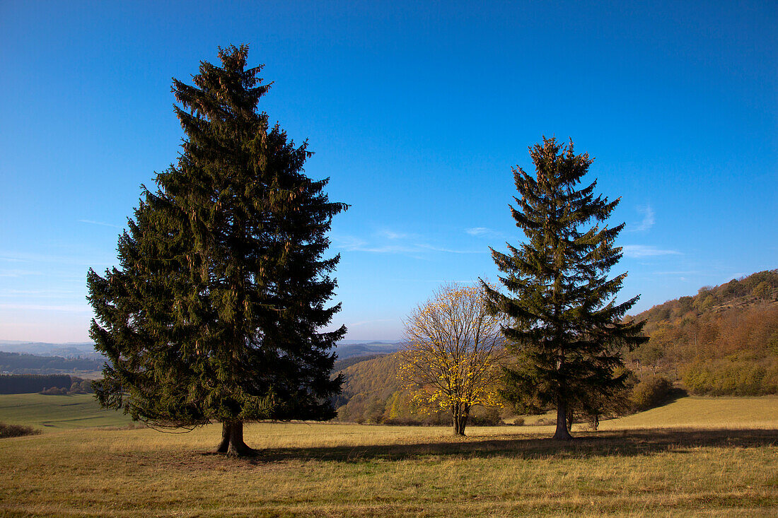 Blick vom Wanderweg Eifelsteig über die Höhenzüge der Eifel, bei Daun, Eifel, Rheinland-Pfalz, Deutschland, Europa