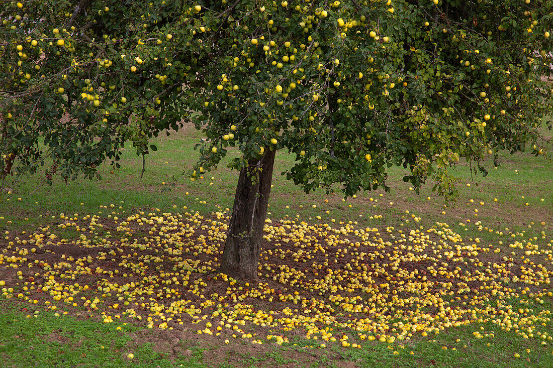 Apples under apple tree, near Welschbillig, Eifel, Rhineland-Palatinate, Germany, Europe