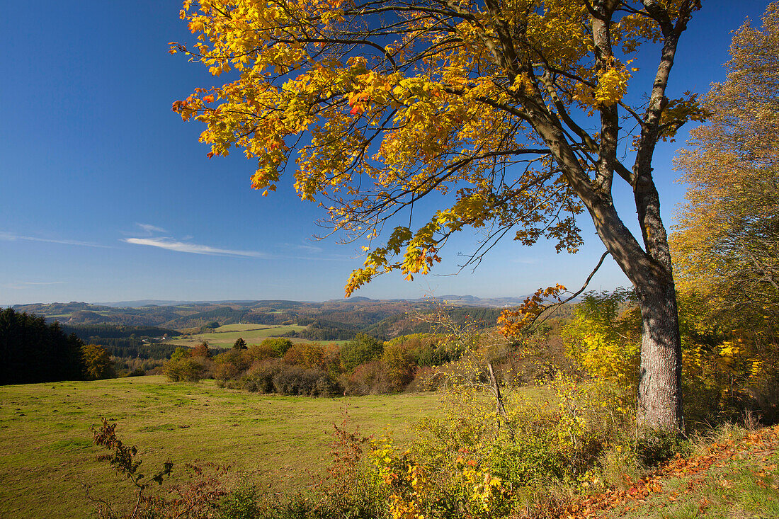 Blick vom Wanderweg Eifelsteig über die Höhenzüge der Eifel, bei Daun, Eifel, Rheinland-Pfalz, Deutschland, Europa