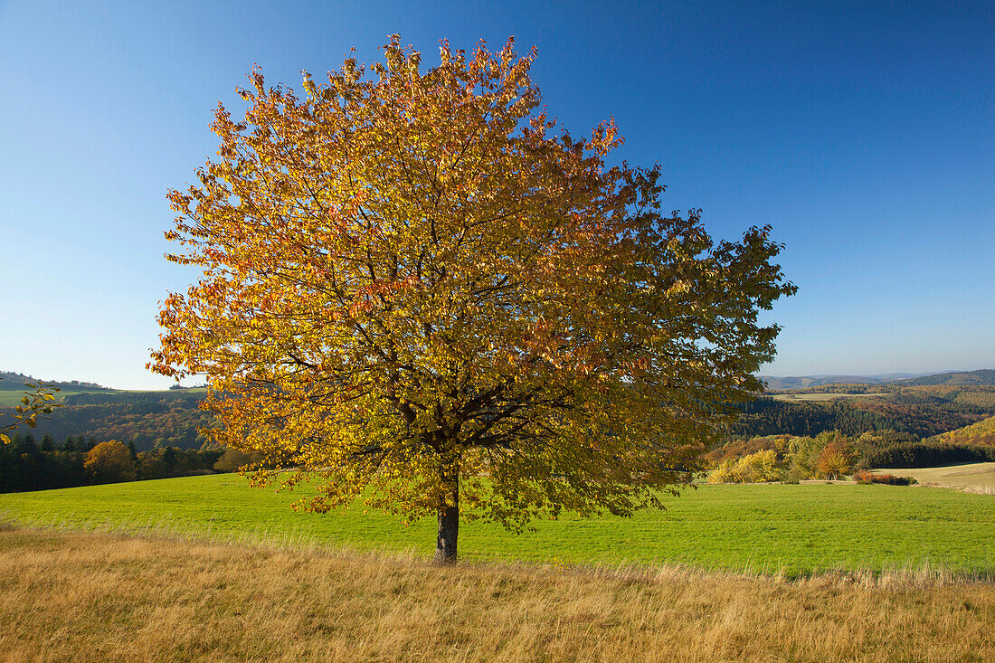 Kirschbaum im Herbst vor Blick über die Eifellandschaft, bei Nürburg, Eifel, Rheinland-Pfalz, Deutschland, Europa