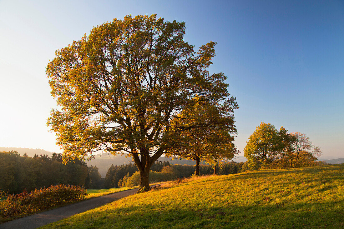 Oak trees along the way in the sunlight, near Nuerburg, Eifel, Rhineland-Palatinate, Germany, Europe