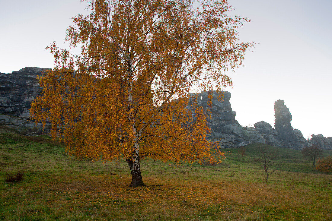 Autumnal birch tree in front of rock formation Teufelsmauer, near Blankenburg, Harz mountains, Saxony-Anhalt, Germany, Europe