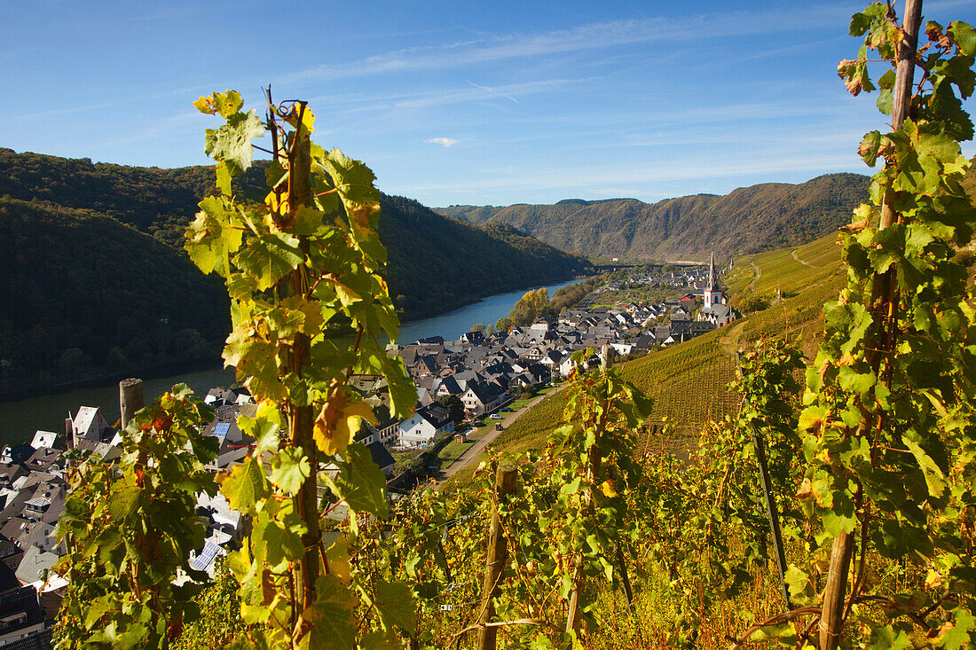 View from the vineyards onto the town of Ediger-Eller at Moselle river, Rhineland-Palatinate, Germany, Europe