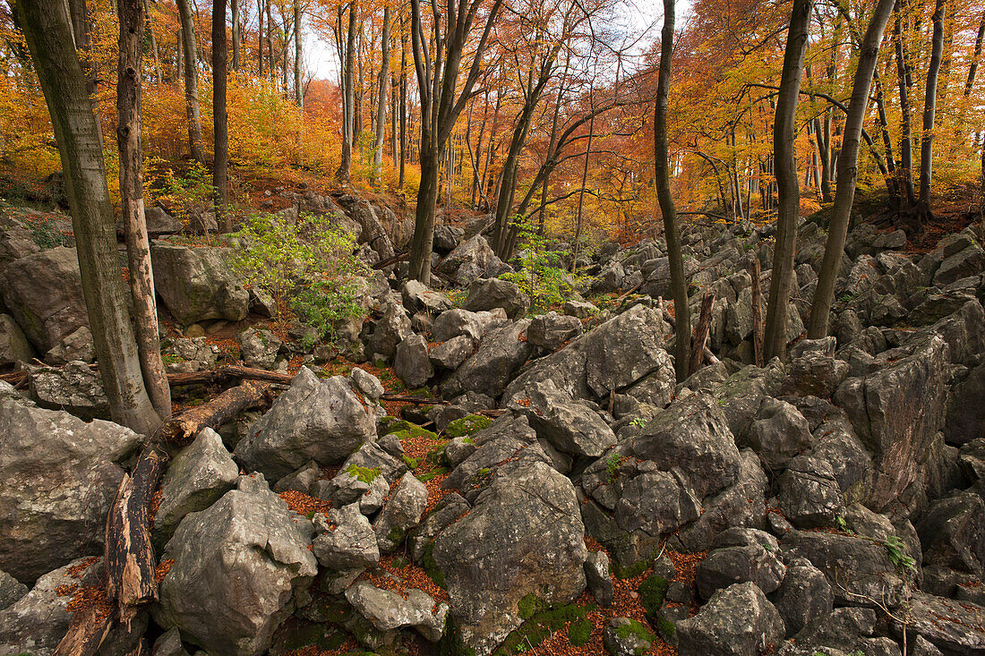 Autumnal forest at nature reserve Felsenmeer, Sauerland, North Rhine-Westphalia, Germany, Europe