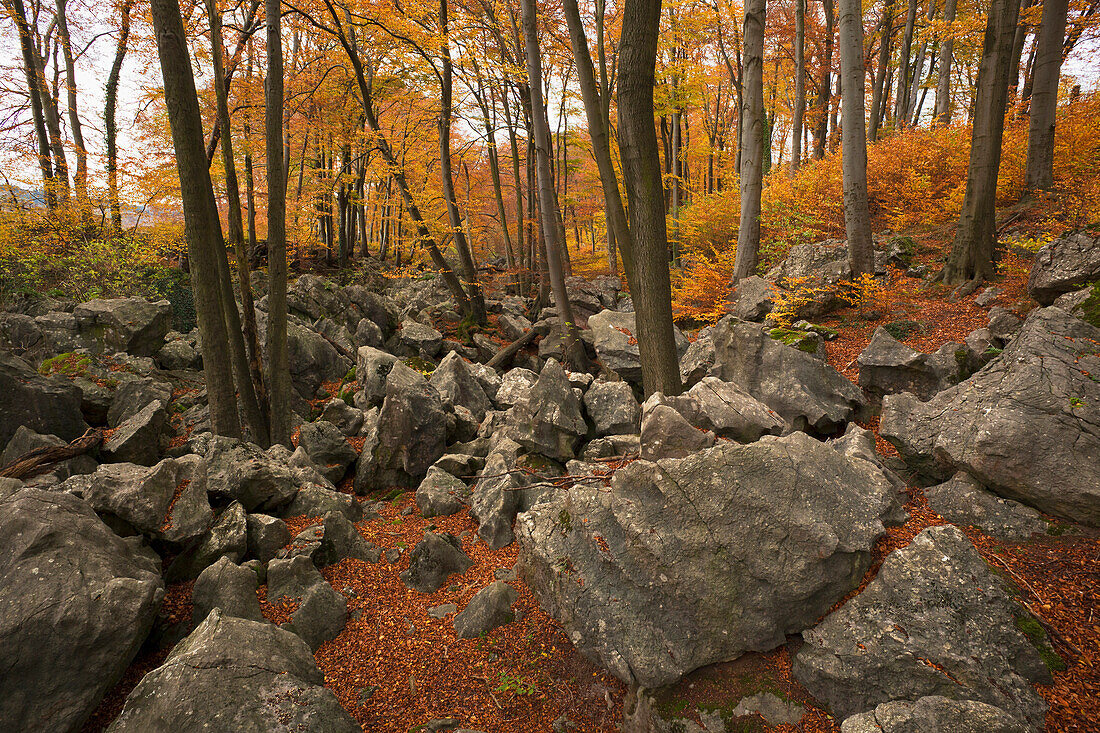 Herbstlicher Laubwald im Naturschutzgebiet Felsenmeer, Sauerland, Nordrhein-Westfalen, Deutschland, Europa
