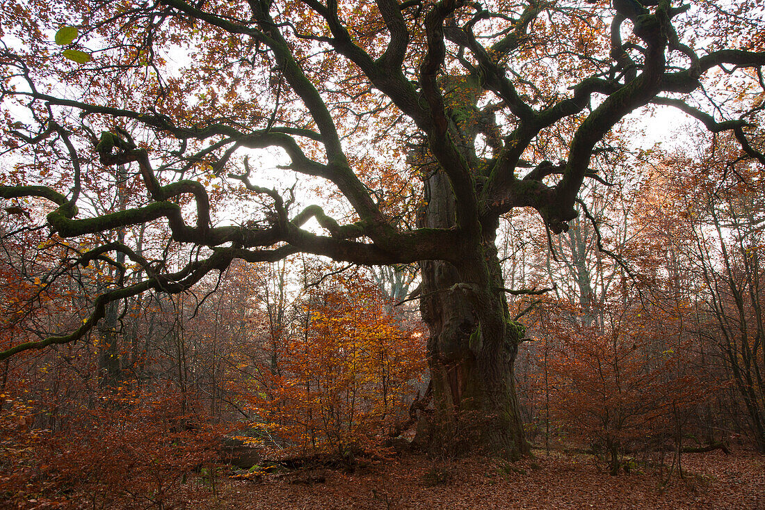 Herbstlicher Wald mit alter Eiche im Naturschutzgebiet Urwald Sababurg, Reinhardswald, Hessen, Deutschland, Europa