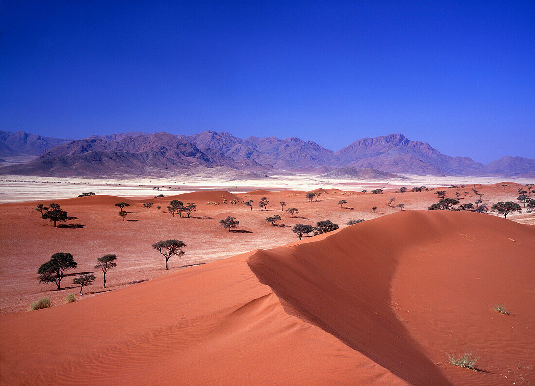 Desert landscape with mountains and trees, Dune Sea, Namibia
