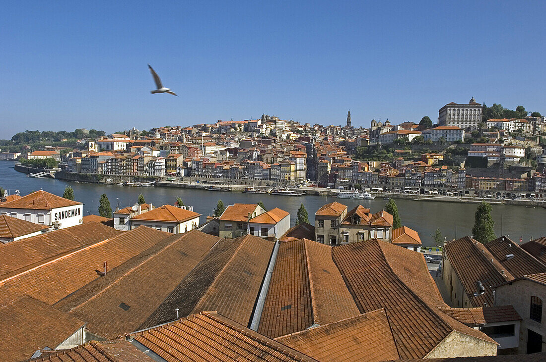 Bird flying over rooftops of Oporto, Oporto, Portugal