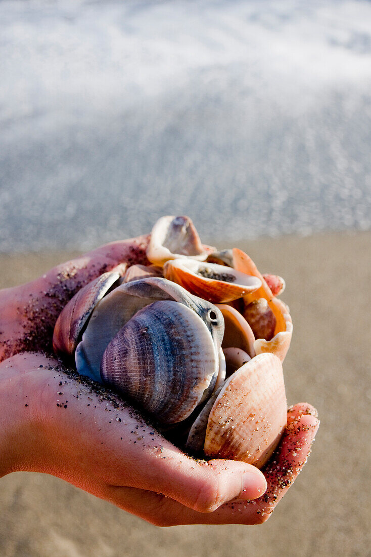 Handfull of seashells, Costa del Sol, Spain