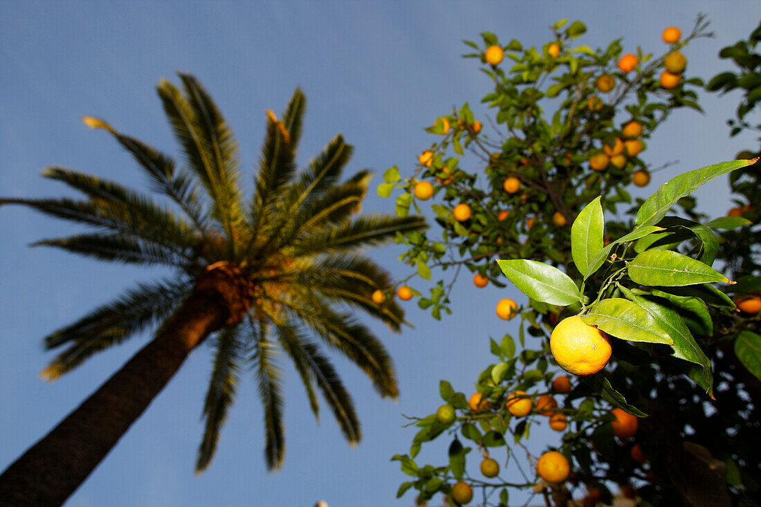 Orange tree and palm tree, Close Up, Seville, Spain