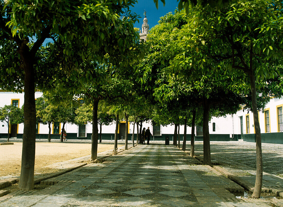 Treelined footpath in courtyard, Seville, Andalucia, Spain
