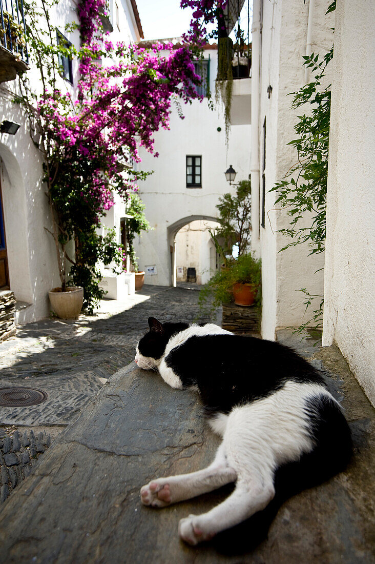 Cat resting on step, Cadaques, Girona, Catalonia, Spain
