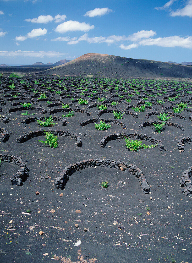 Vineyards in black volcanic landscape, Lanzarote, Lanzarote, Spain