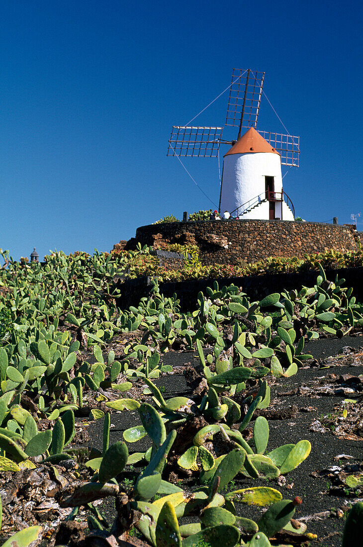 CACTUS GARDEN & WINDMILL  , GUATIZA LANZAROTE, CANARY ISLANDS