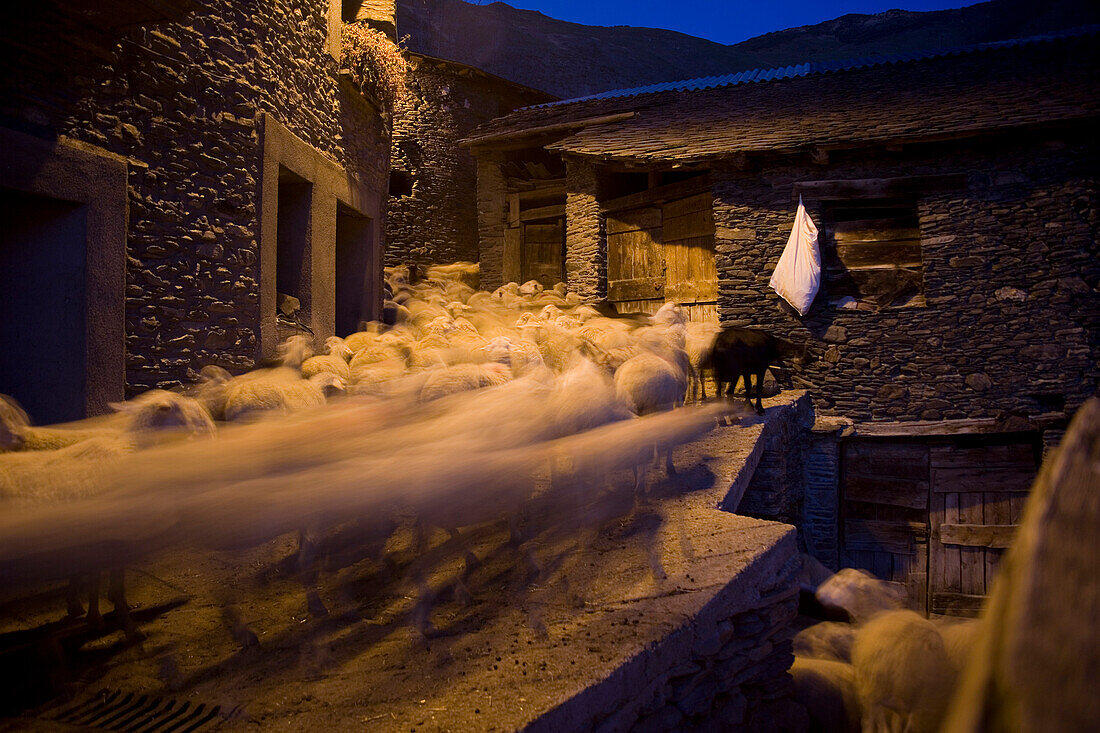 Sheep running through street, Cardos Valley, Pyrenees, Spain