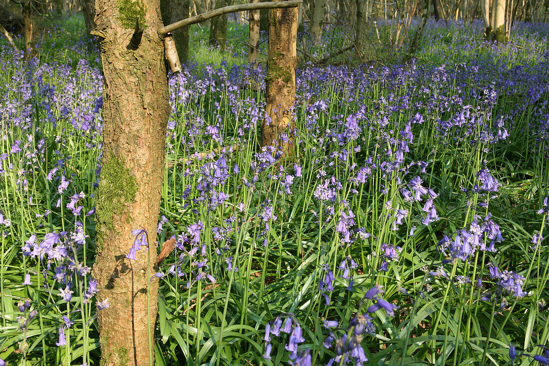 Bluebells in woodland at Duncliffe Wood, North Dorset, England