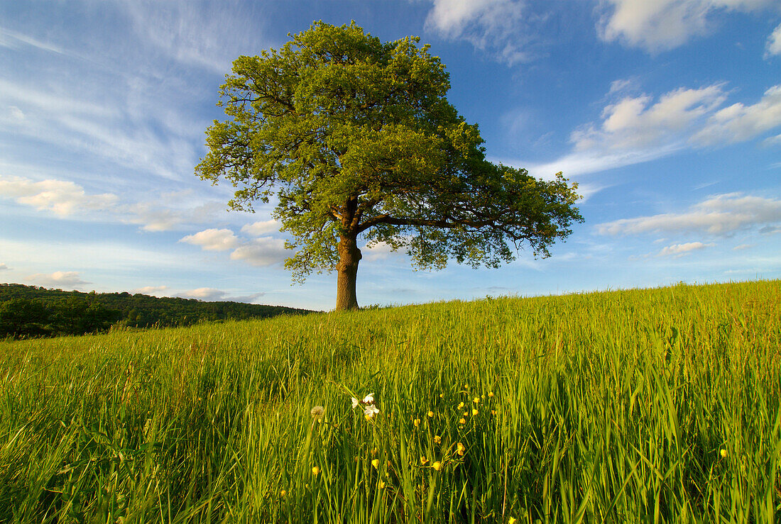 Single oak tree on a hill, Surrey, England