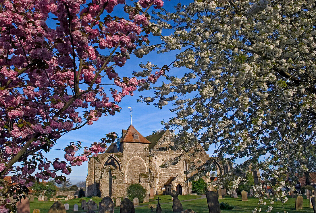 Blossom trees at St Thomas the Martyr Church, Winchelsea. East Sussex