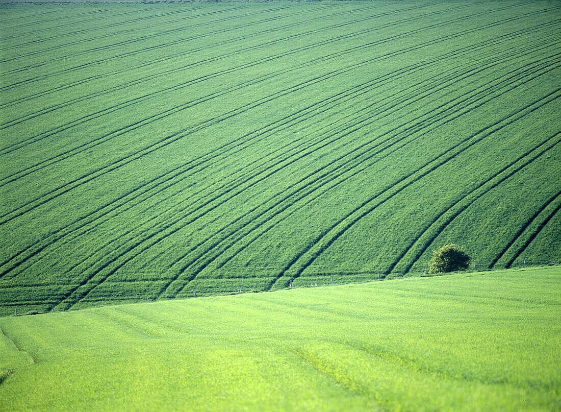 Green Fields with one tree, East Sussex, England