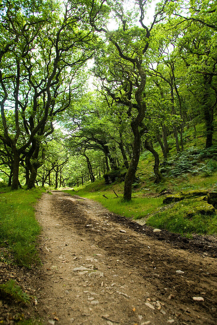 Dirt road through wooded valley, North Devon, Exmoor, England