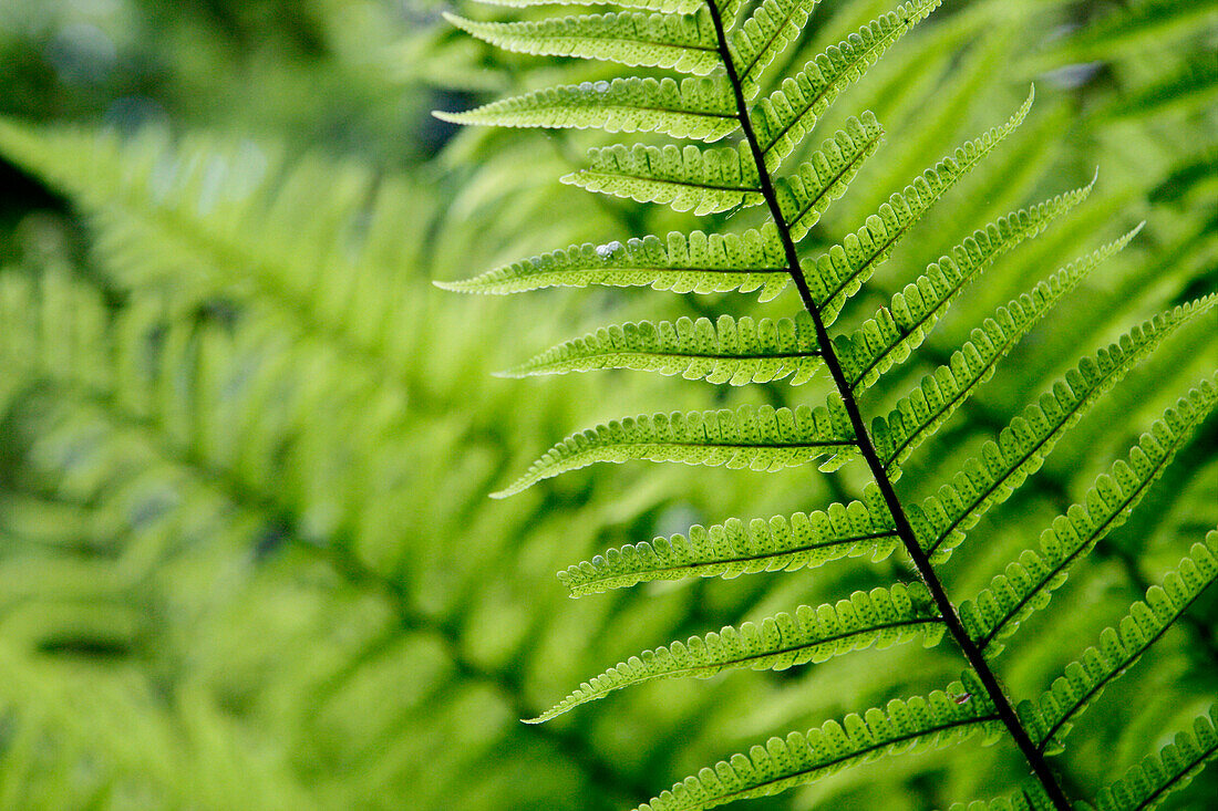 Plant detail, Close up, United Kingdom