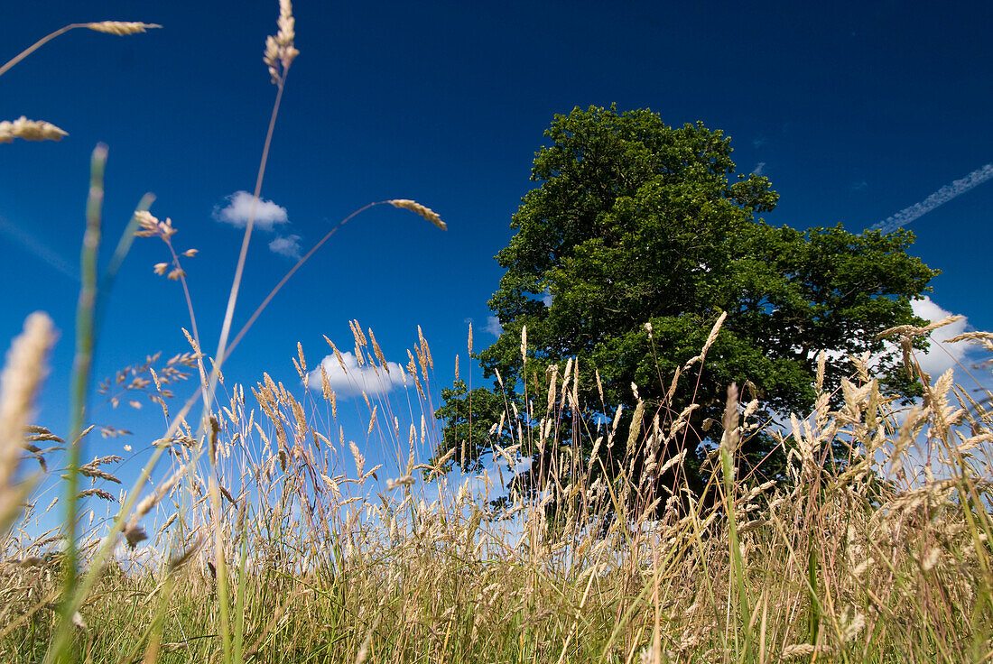 Big oak tree in field surrounded by grass, Low Angle View, New Forest, Hampshire, England