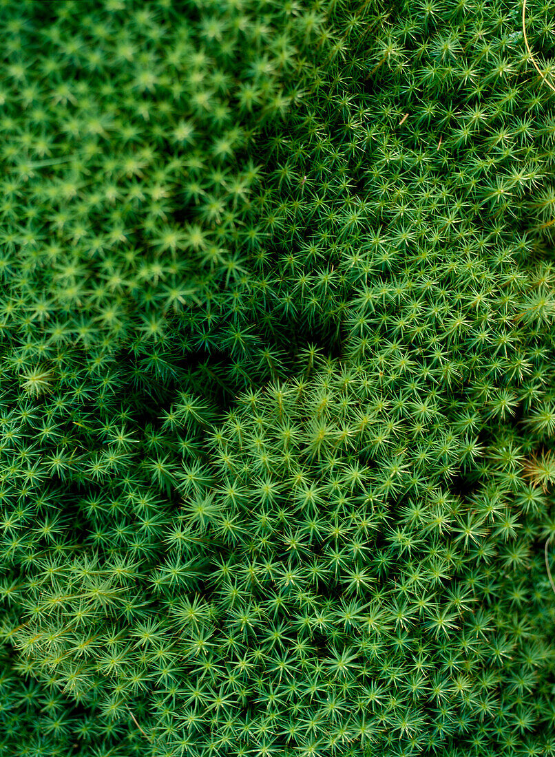 Plant detail, Close up, Torridon, Scotland