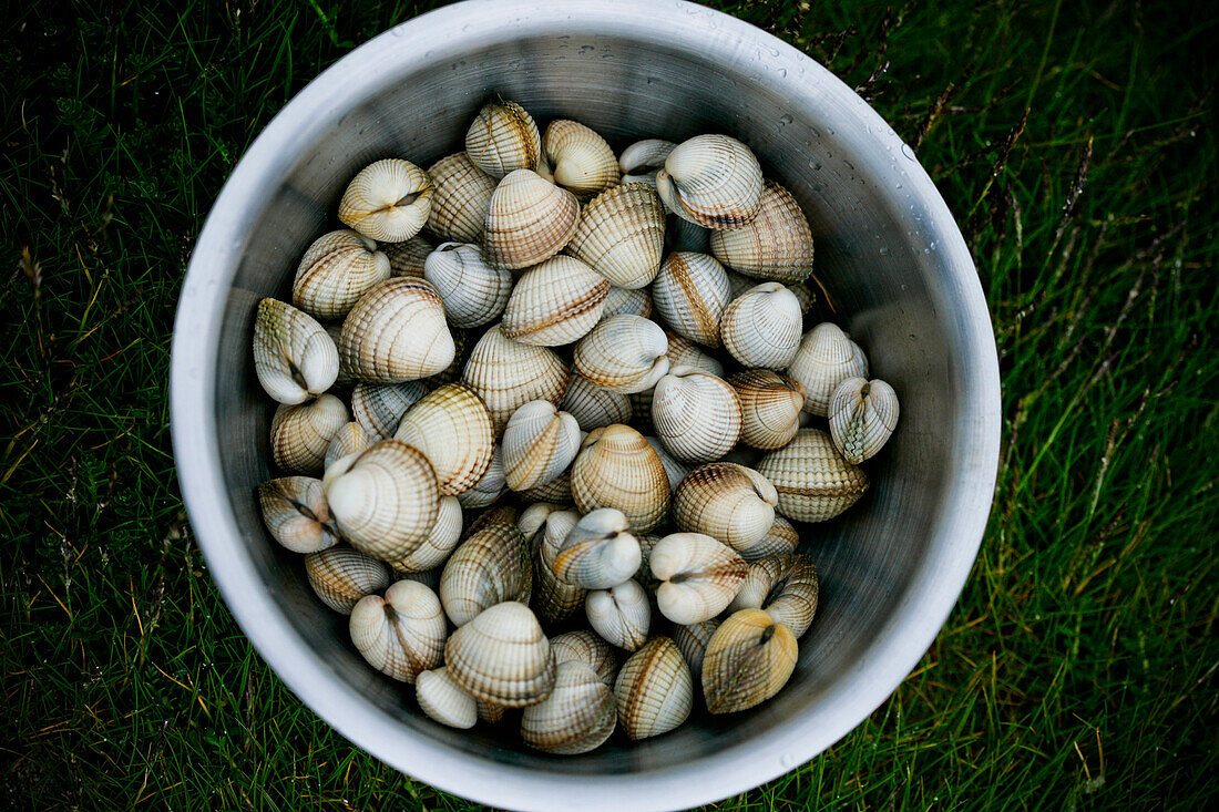Shellfish in bucket on lawn, Outer Hebrides, Scotland