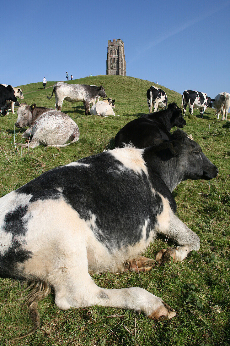 Cows on Glastonbury Tor near St Michael's Tower, Somerset, England