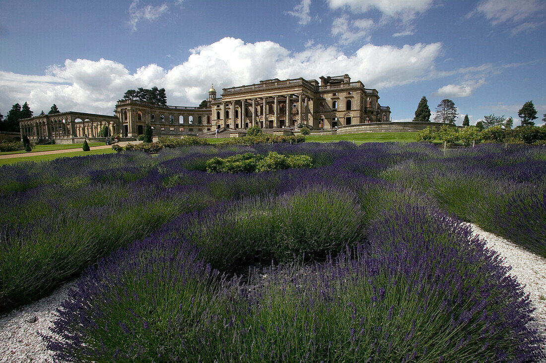 Ruins of Witley Court an dlavender, Worcestershire, England, UK