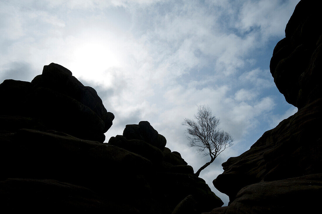 Silhouette of tree growing out of Brimham Rocks, near Summerbridge, North Yorkshire, England, UK