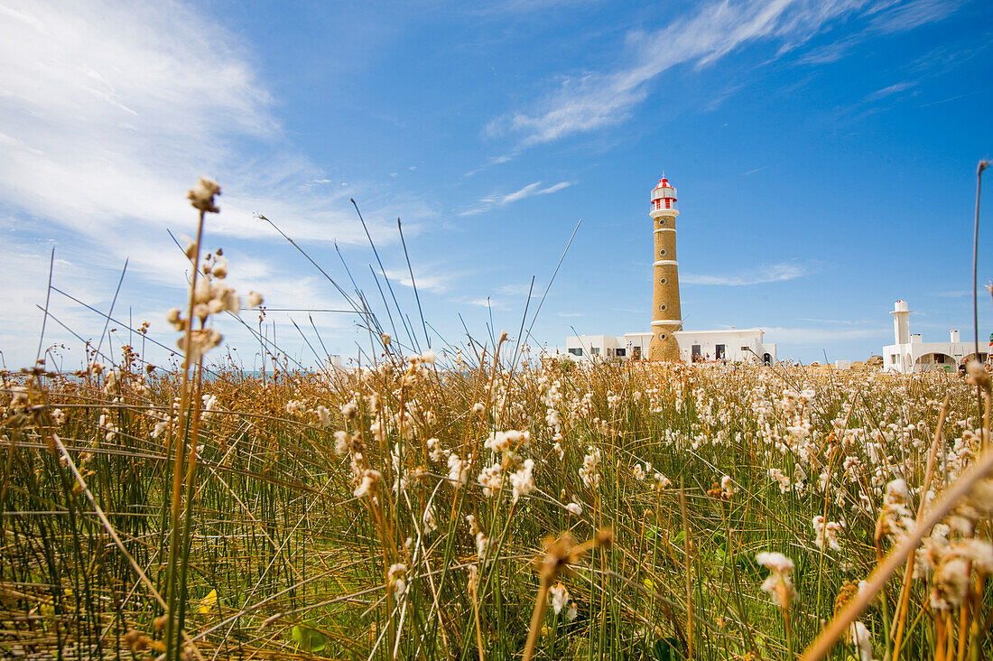 Lighthouse seen from a field of flowers, Cabo Polonio, Uruguay
