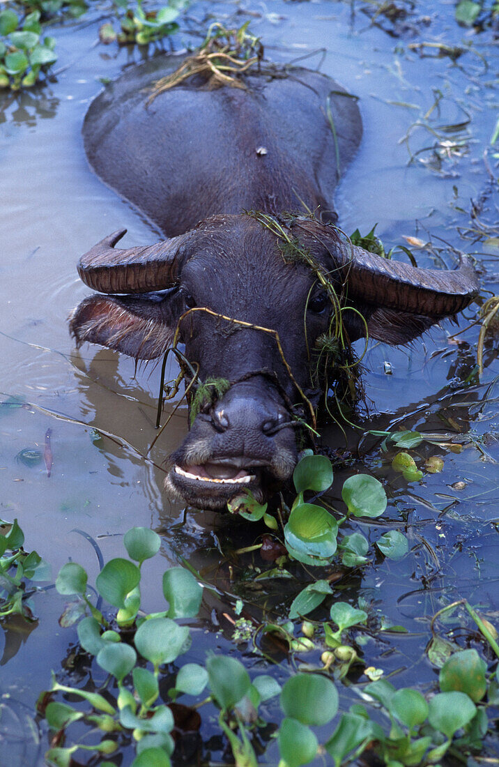 Water Buffalo swimming, elevated view, Vietnam