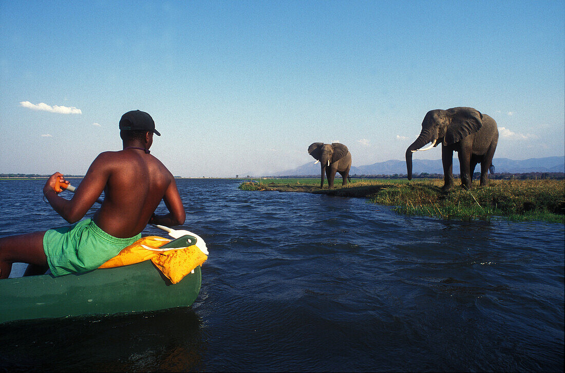 Game Viewing by canoe down the Zambezi River, Mana Pools Zambezi River, Zimbabwe