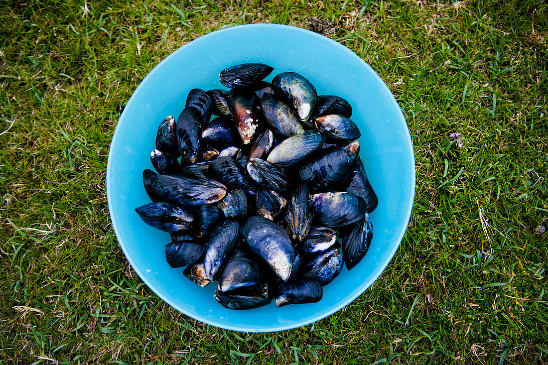 Shellfish in bowl on lawn, Outer Hebrides, Scotland