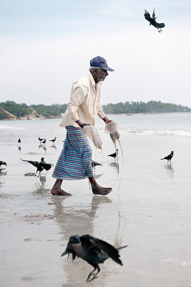 Alter tamilischer Fischer trägt Quallen zurück ins Meer, Vögel, Uppuveli, Indischer Ozean, tamilische Provinz, Sri Lanka