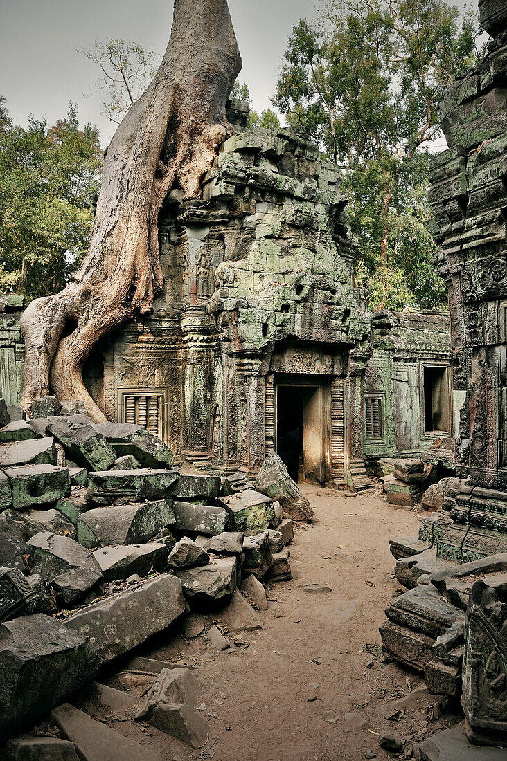 Strangler fig tree covers temple ruin Ta Phrom, Khymer Empire, temples of Angkor,  UNESCO world heritage, Siem Reap, Cambodia