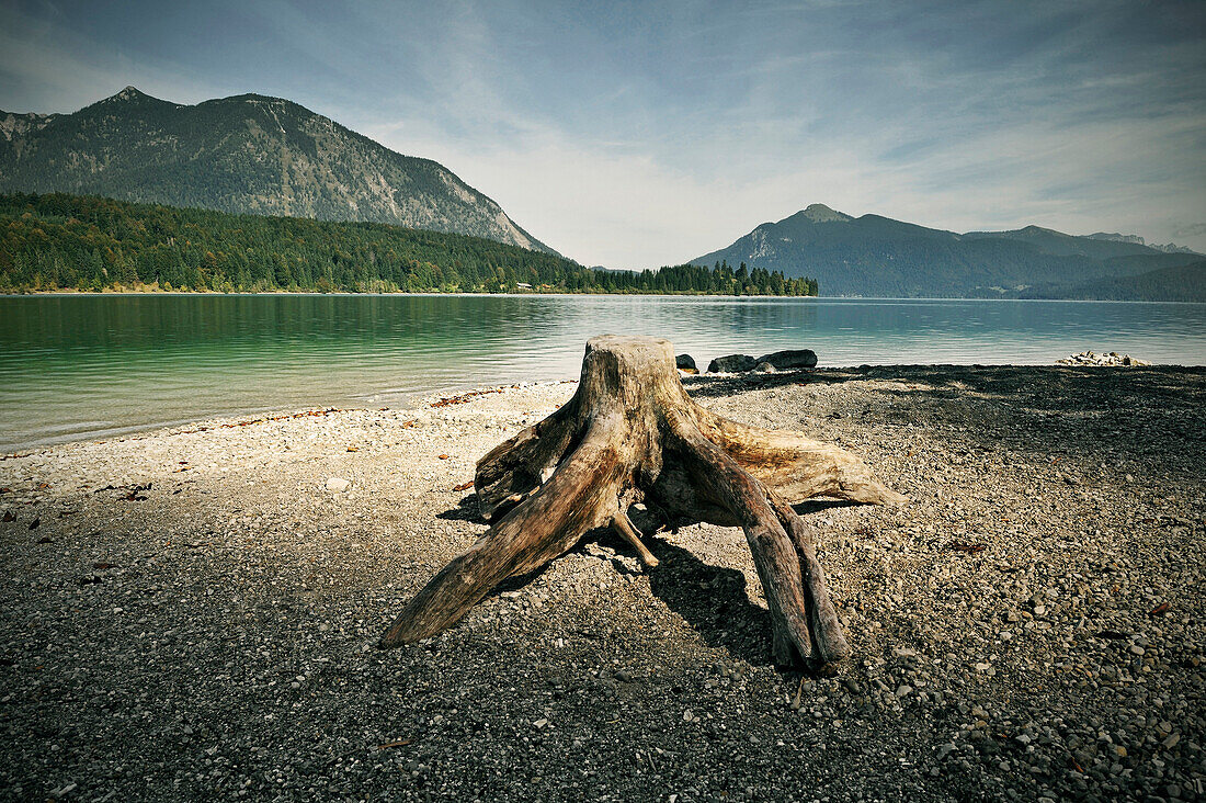 Tree stump on the shore of lake Walchensee, view of Herzogstand and Jochberg, Walchensee, Kochel am See, Bavaria, Germany