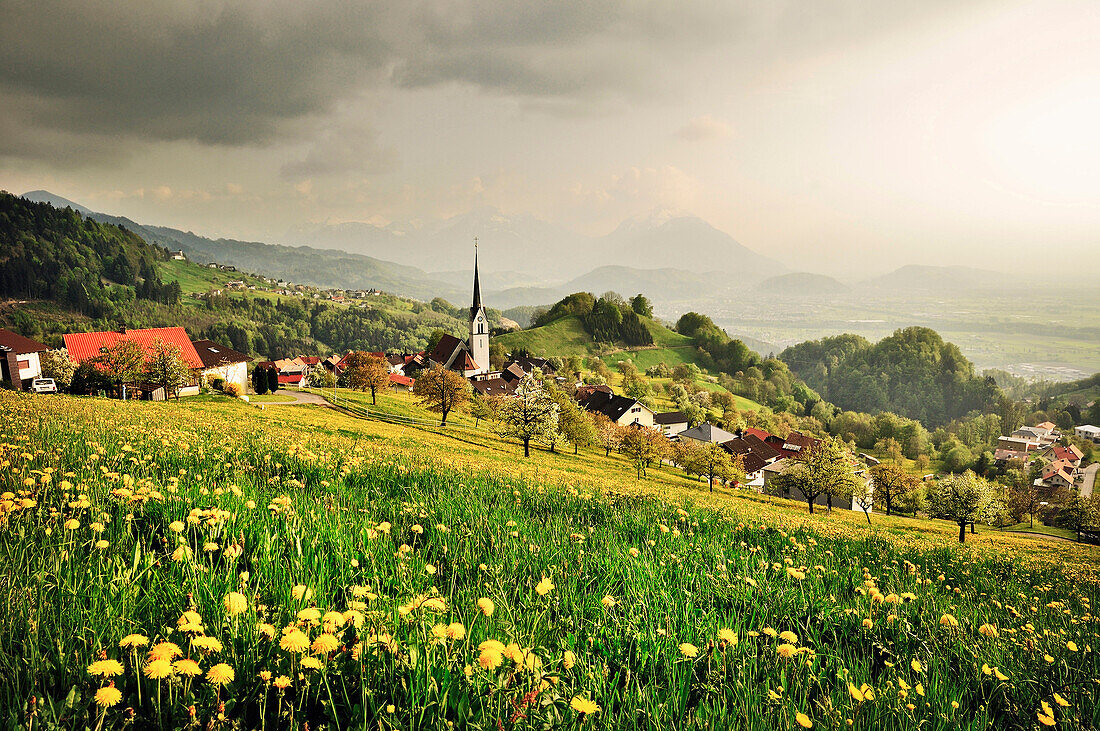 Löwenzahn Wiese, Dorfkirche und Blick auf Berge von Liechtenstein, Umgebung von Dornbirn, Vorarlberg, Österreich