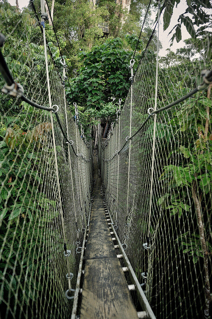 Jungle rope bridge leads to hotel up in the trees, Savaii, Samoa, Southern Pacific Island