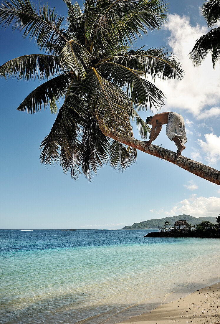 Einheimischer Samoaner klettert auf Palme um Kokosnuss zu ernten, Return to Paradise Strand, Upolu, Samoa, Südsee