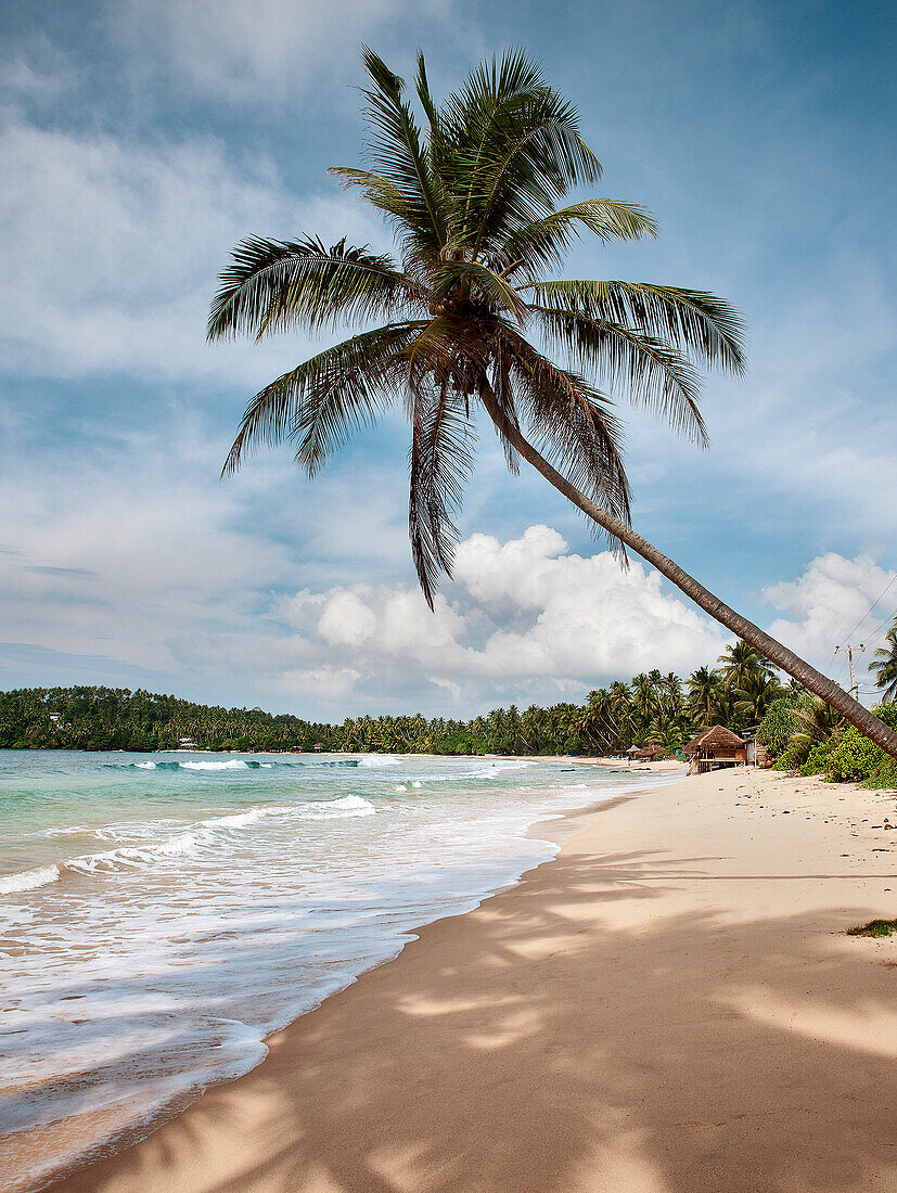 Crooked palm tree at beach of Mirissa, Sri Lanka, Indian Ocean