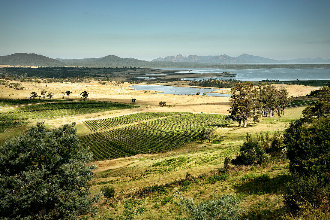 Weinanbau an der Ostküste, Blick zum Freycinet Nationalpark, Tasmanien, Australien