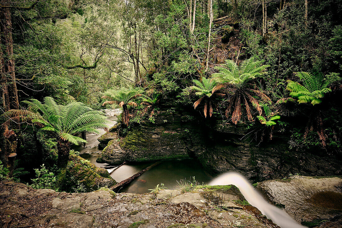 Waterfall with ferns, Liffey Falls National Park, Tasmania, Australia