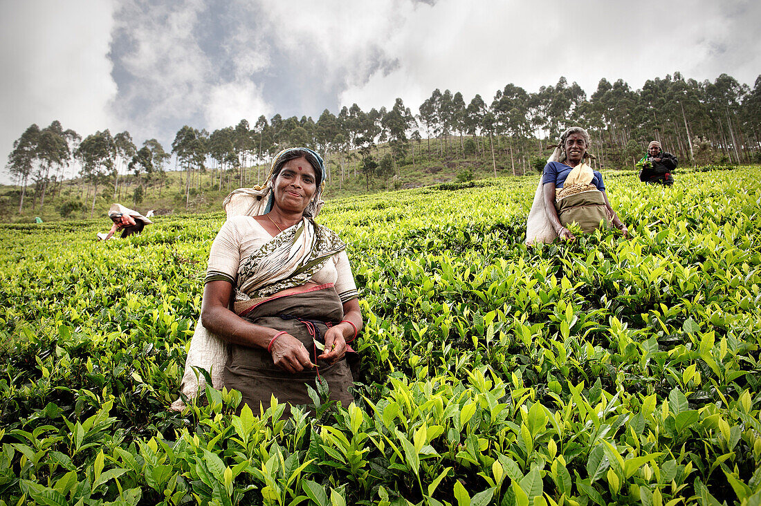 Tamil tea pickers pluck tea leaves at plantation, tea production estate, Haputale, Hill Country Sri Lanka