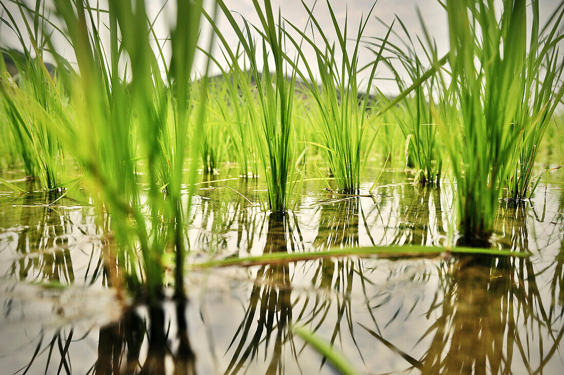 Detail Reispflanze, Reisanbau, Pak Mong, Laos