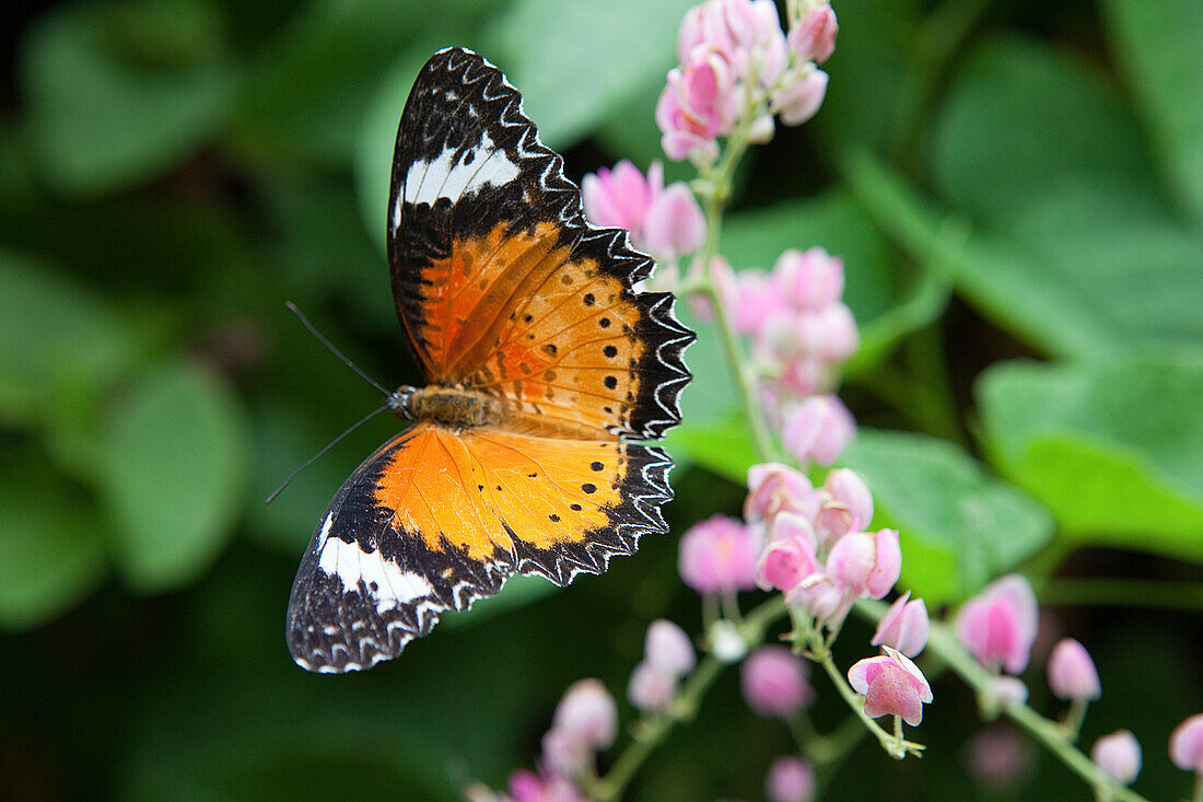 Schmetterling im tropischen Schmetterlingspark auf der Insel Penang, Bundesstaat Penang, Malaysia, Südostasien
