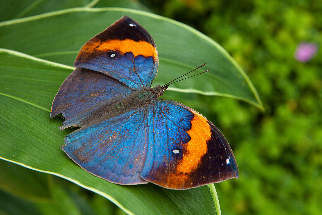 Butterfly at the tropical butterfly farm on Penang Island, Penang state, Malaysia, south east Asia